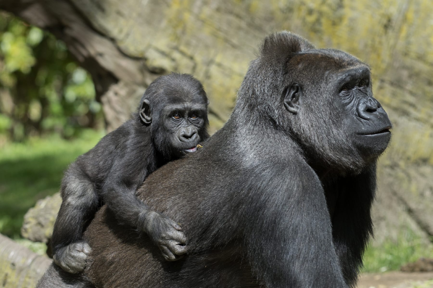 The monkeys played at the zoo yesterday. Лондонский зоопарк гориллы. Горилла в Московском зоопарке. Гориллы Конго. Горилла Калифорния.